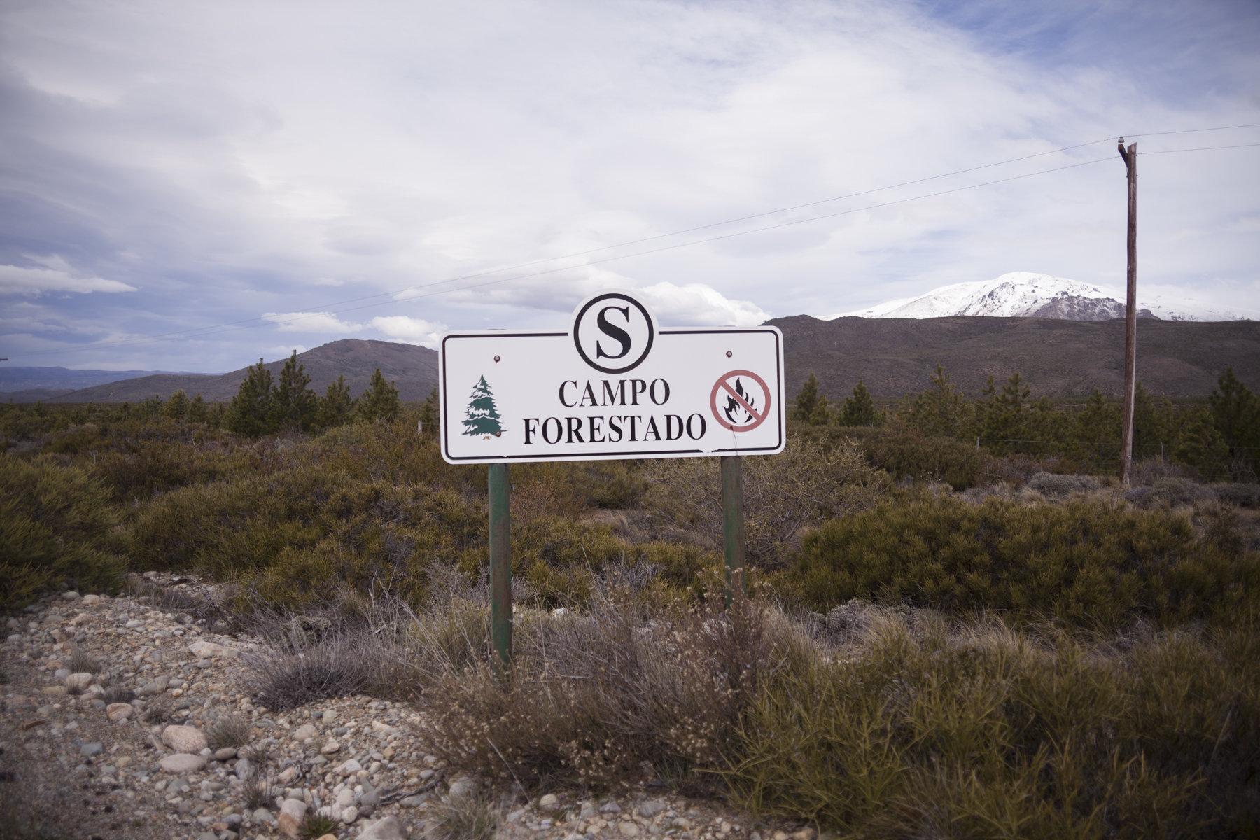 One of the main businesses of the Italian businessman is the afforestation of an immense portion of Patagonia with subsidies from the State (Pablo Linietsky)