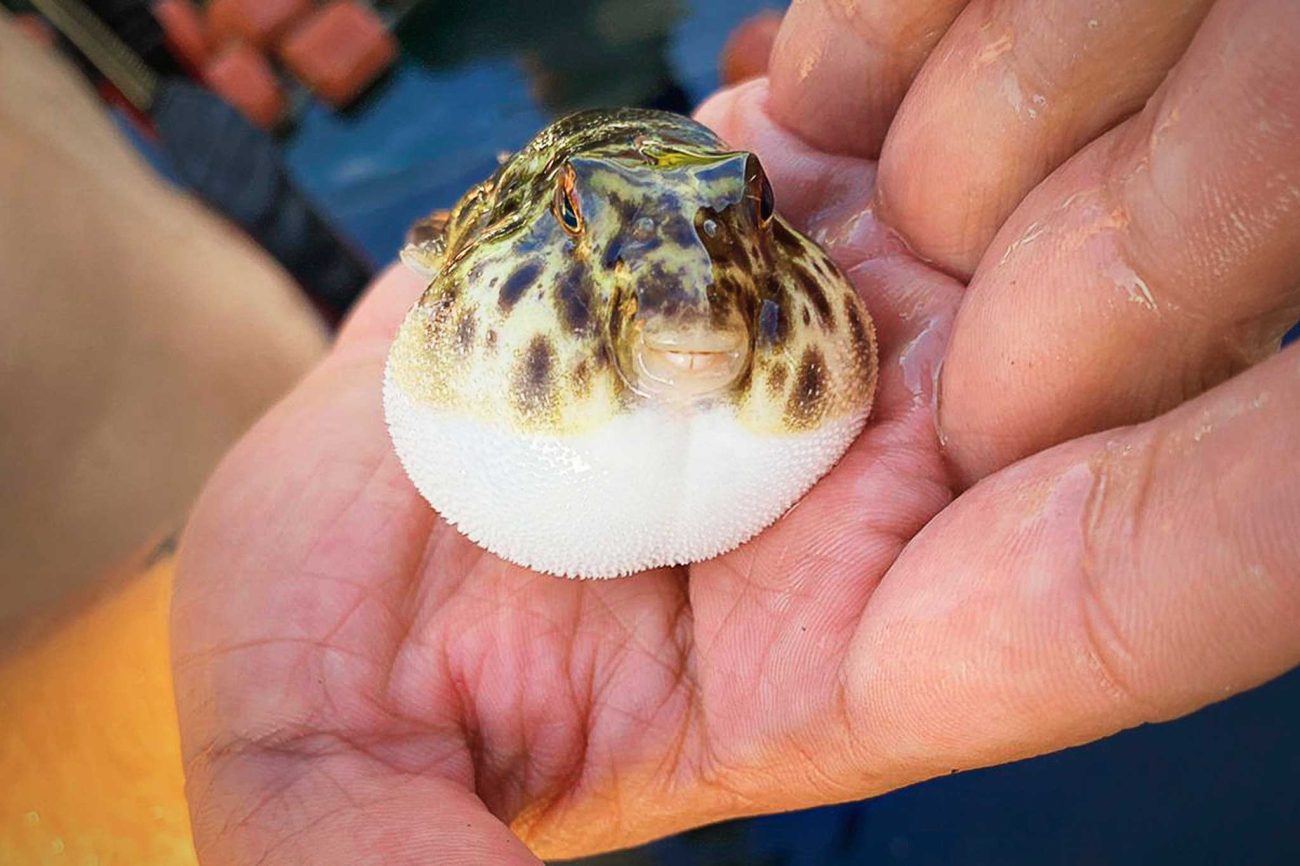 El uso de artes de pesca no permitidos para capturar manjúa pone en riesgo a la fauna acompañante de esta especie: peces globo, caballitos de mar y otros animales marinos, entre otros. Foto: Ángeles Shoenbeck